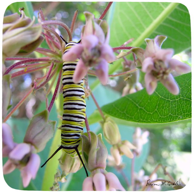 (image for) Monarch Caterpillar
